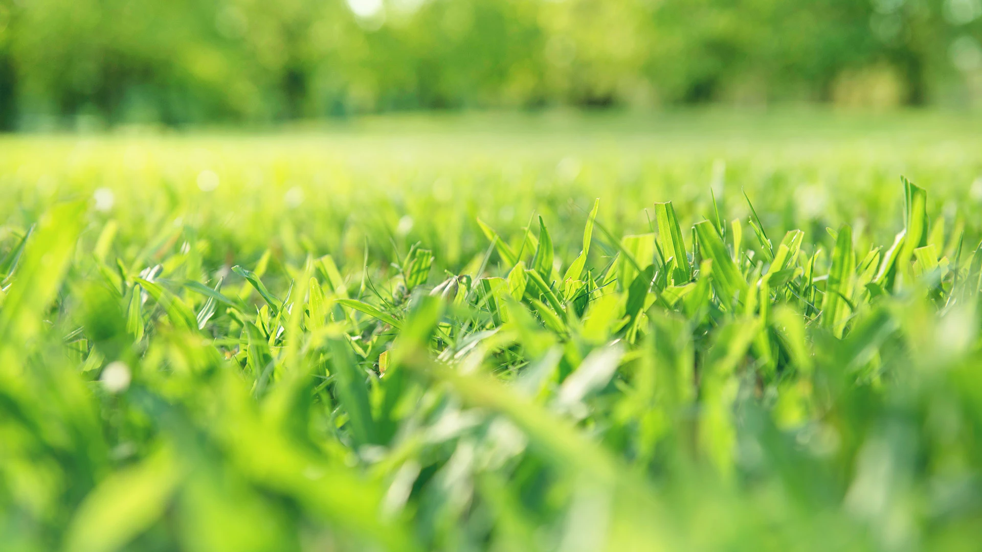 Lush lawn up close with a green blurred background in Garland, TX.