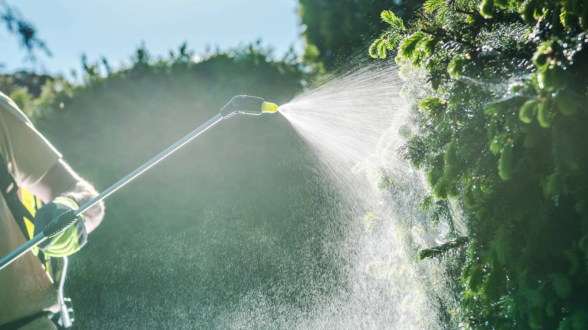 Lawn care technician spraying spider mite treatment in The Colony, TX.