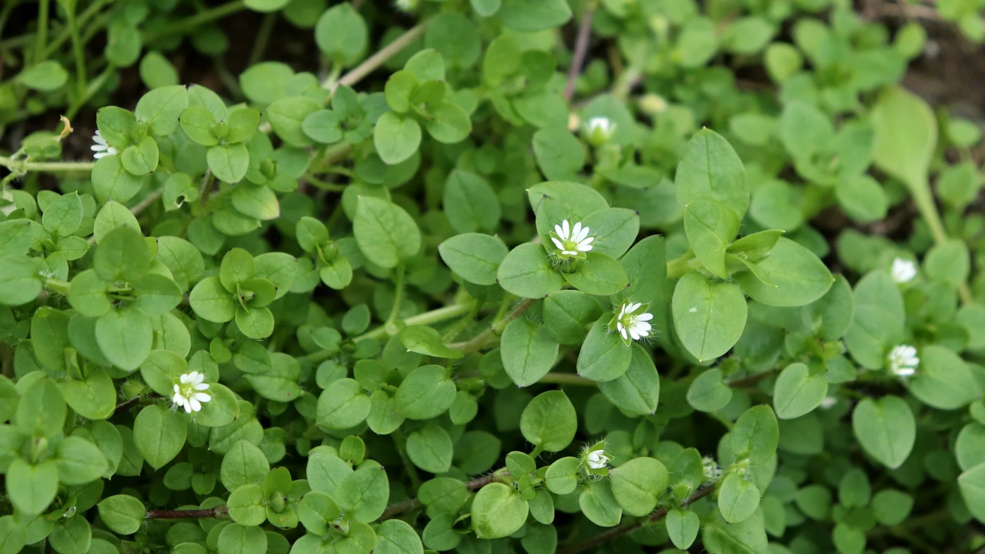 3 Common Winter Weeds That Germinate in the Fall in Texas