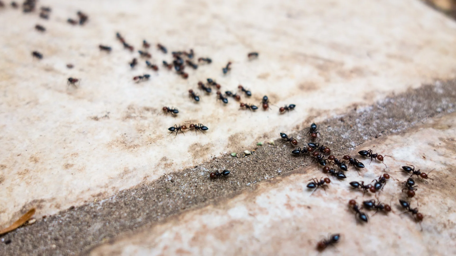 Spring Is Here & So Are Wasps & Ants! Control These Pests With These Tips