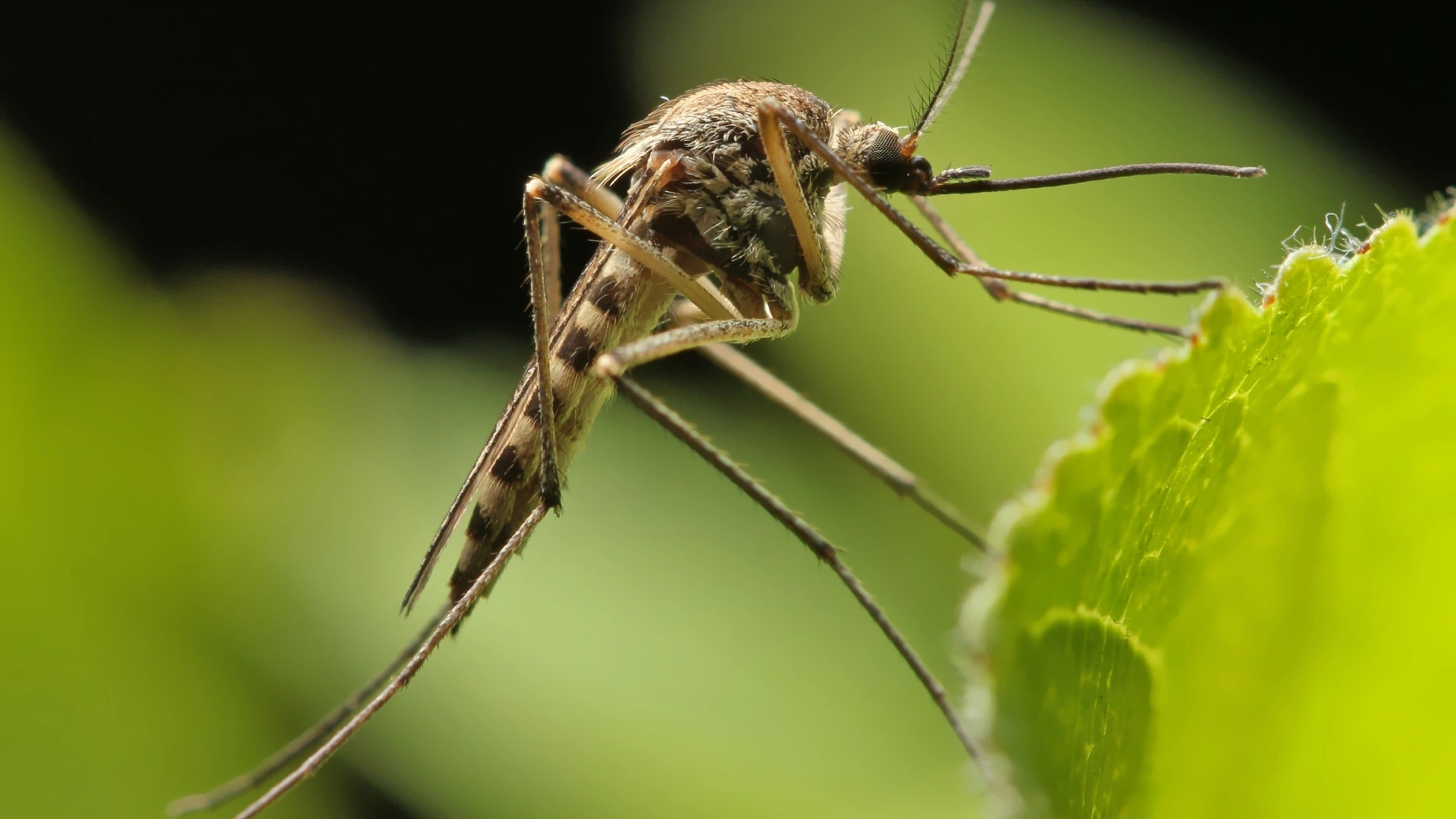 Don’t Try to DIY Mosquito Control - Contact Professionals Instead!