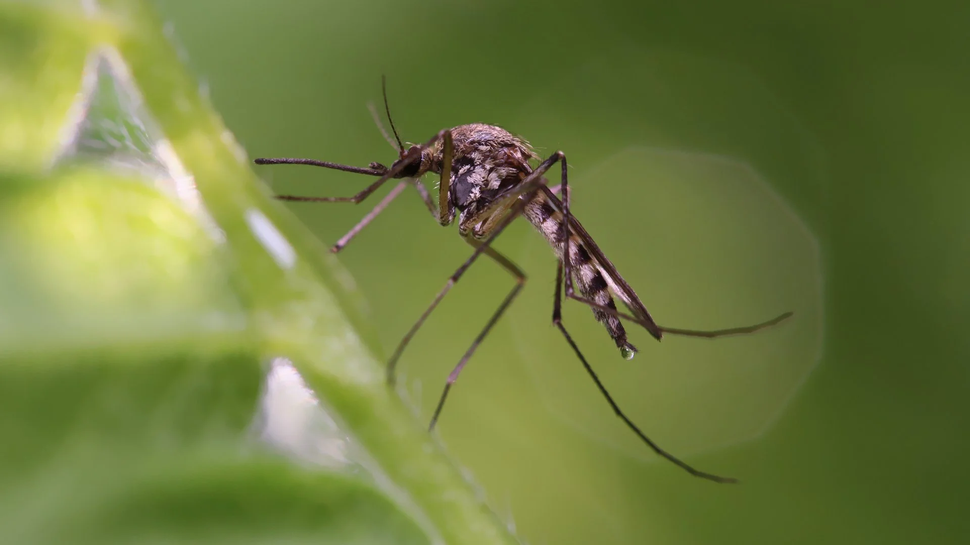 Are Mosquitoes Sending You Inside? Control Mosquitoes With These 3 Tips