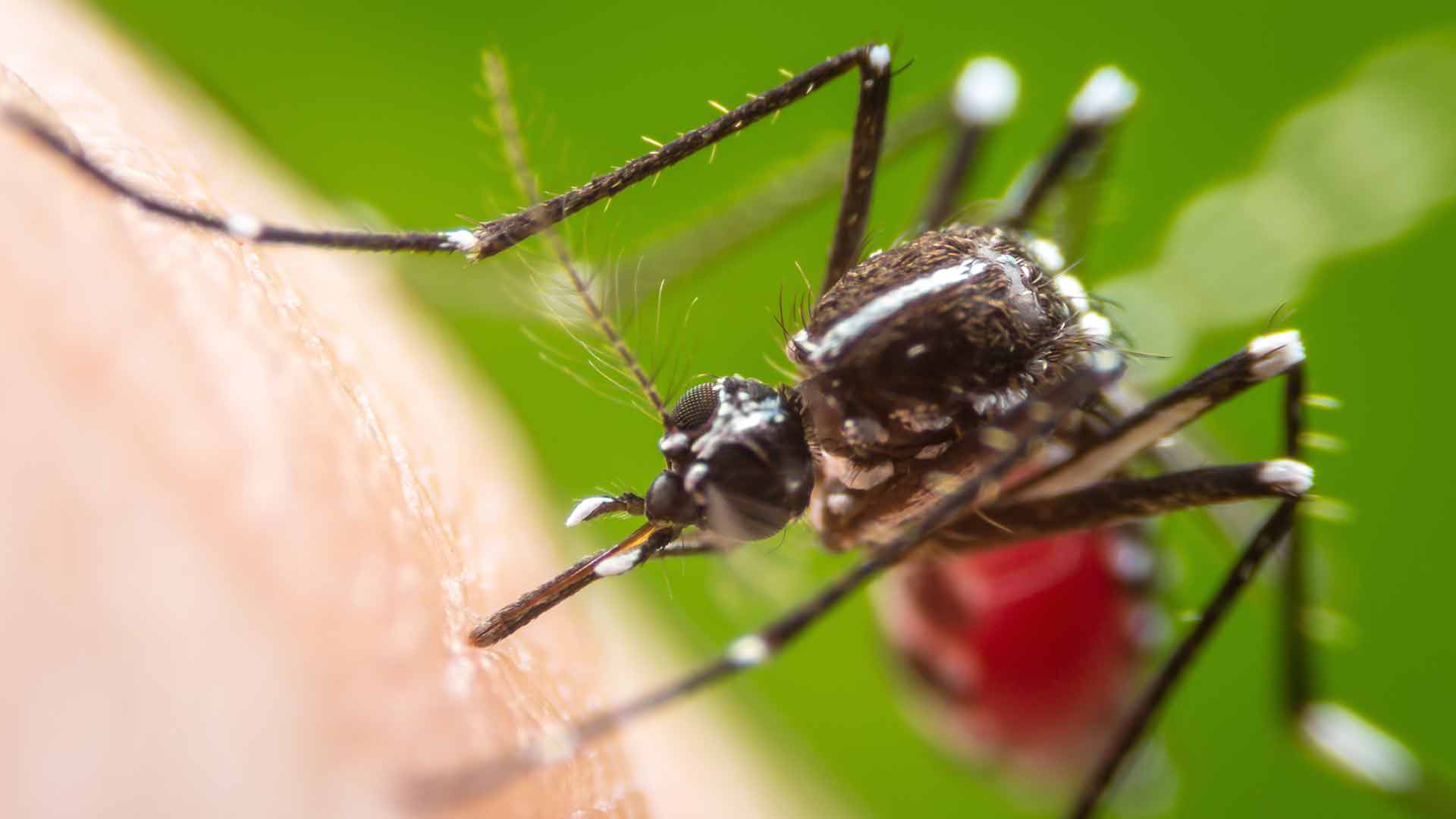 An up close photo of a mosquito seen in Plano, TX.