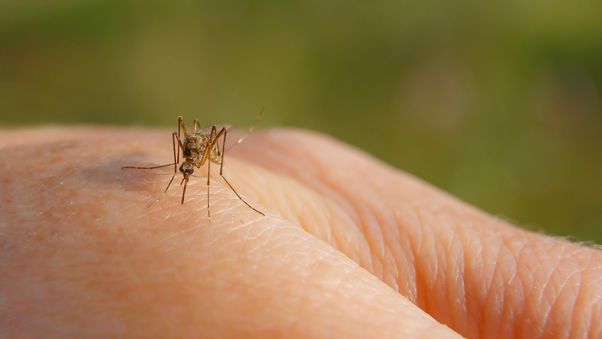 A mosquito on a hand in Plano, TX. 