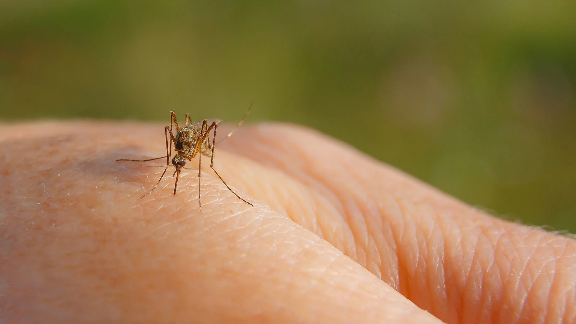 A mosquito on a hand in Plano, TX. 