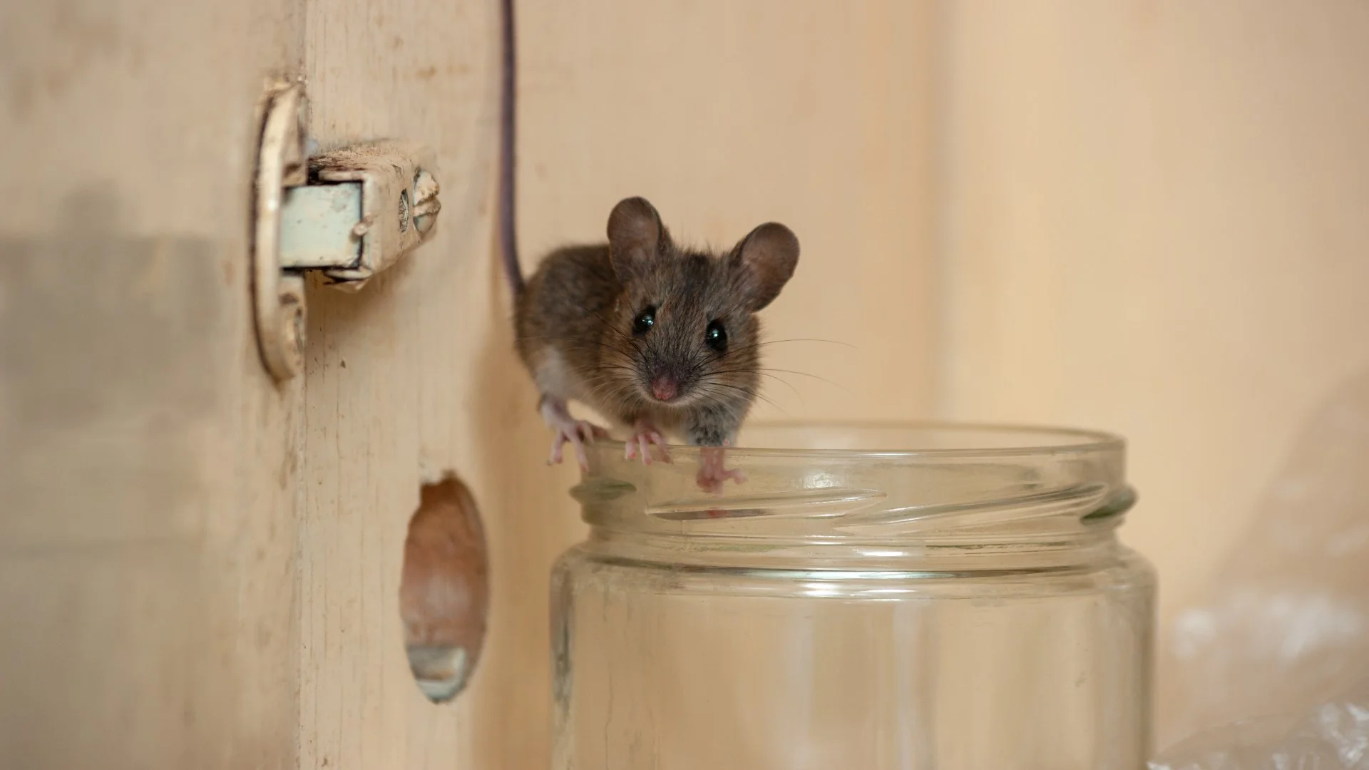How Do I Get Rid of the Mice in My Home?