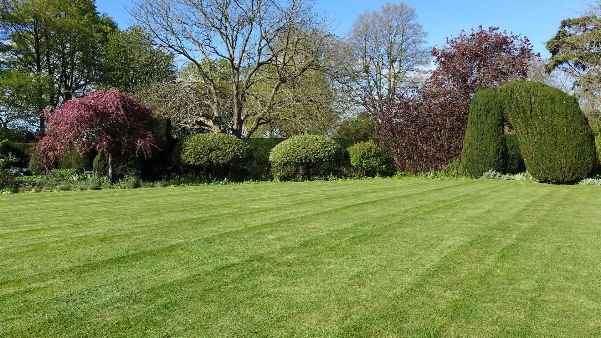 Mowed lawn with added patterns in Plano, TX.