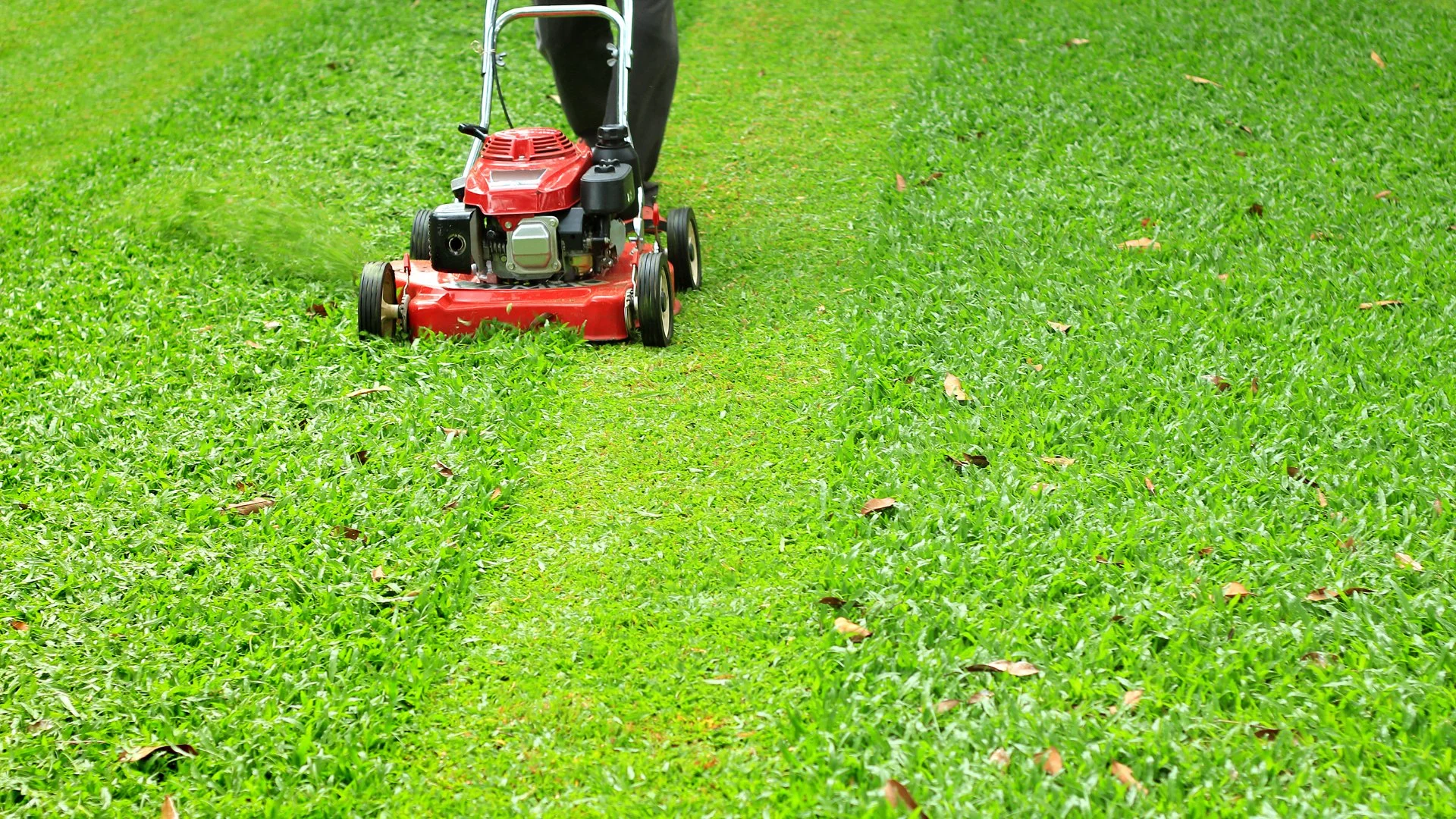 Is It Okay to Mow My Lawn After It Rains?