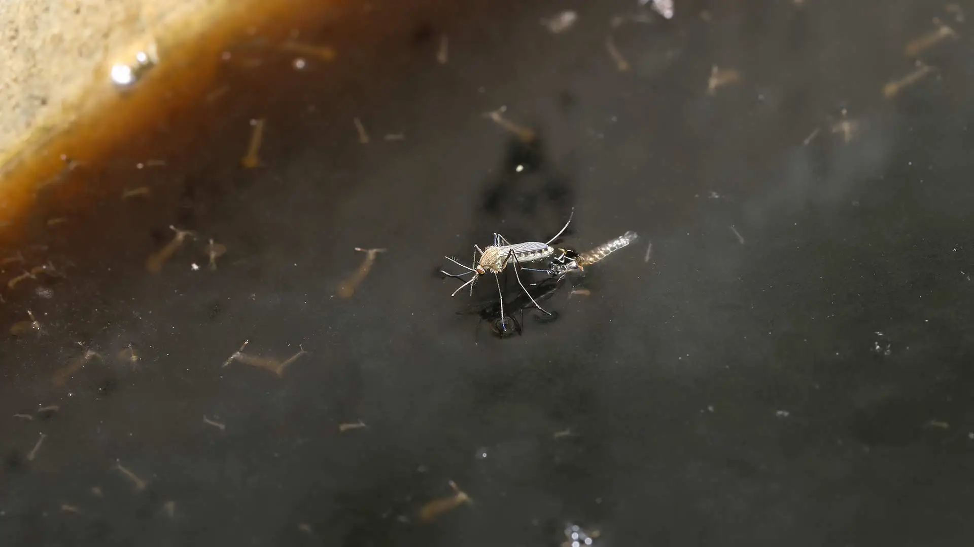 Pond with mosquitoes spawning in stagnant water near Murphy, Texas.