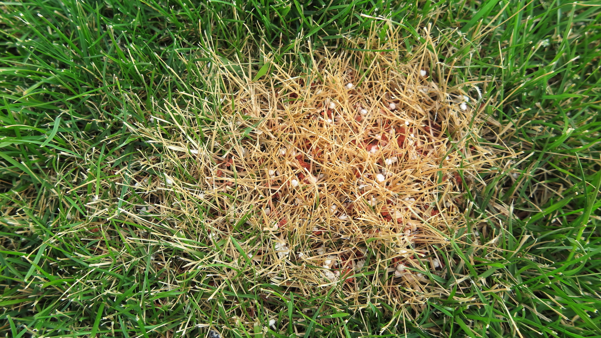 Signs That Indicate Your Lawn Has Likely Been Over-Fertilized