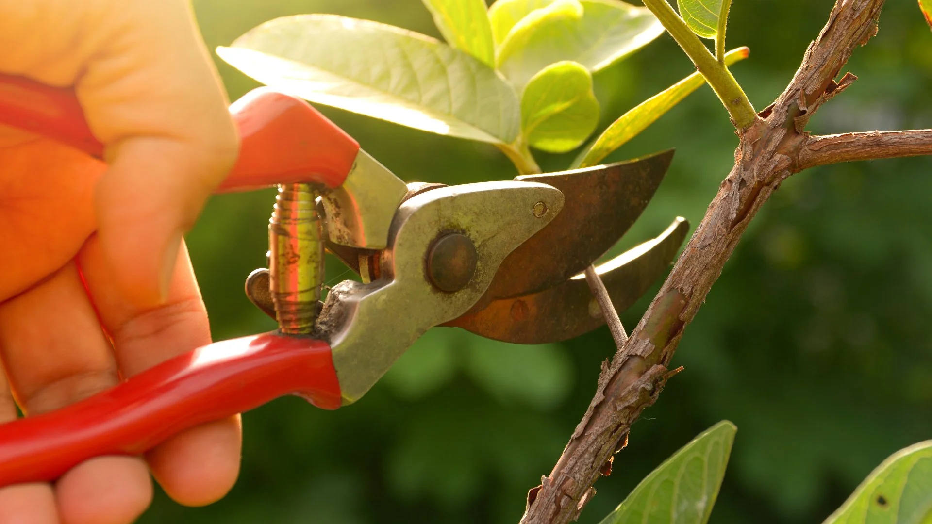 4 Common Pruning Mistakes That Can Harm Your Plants