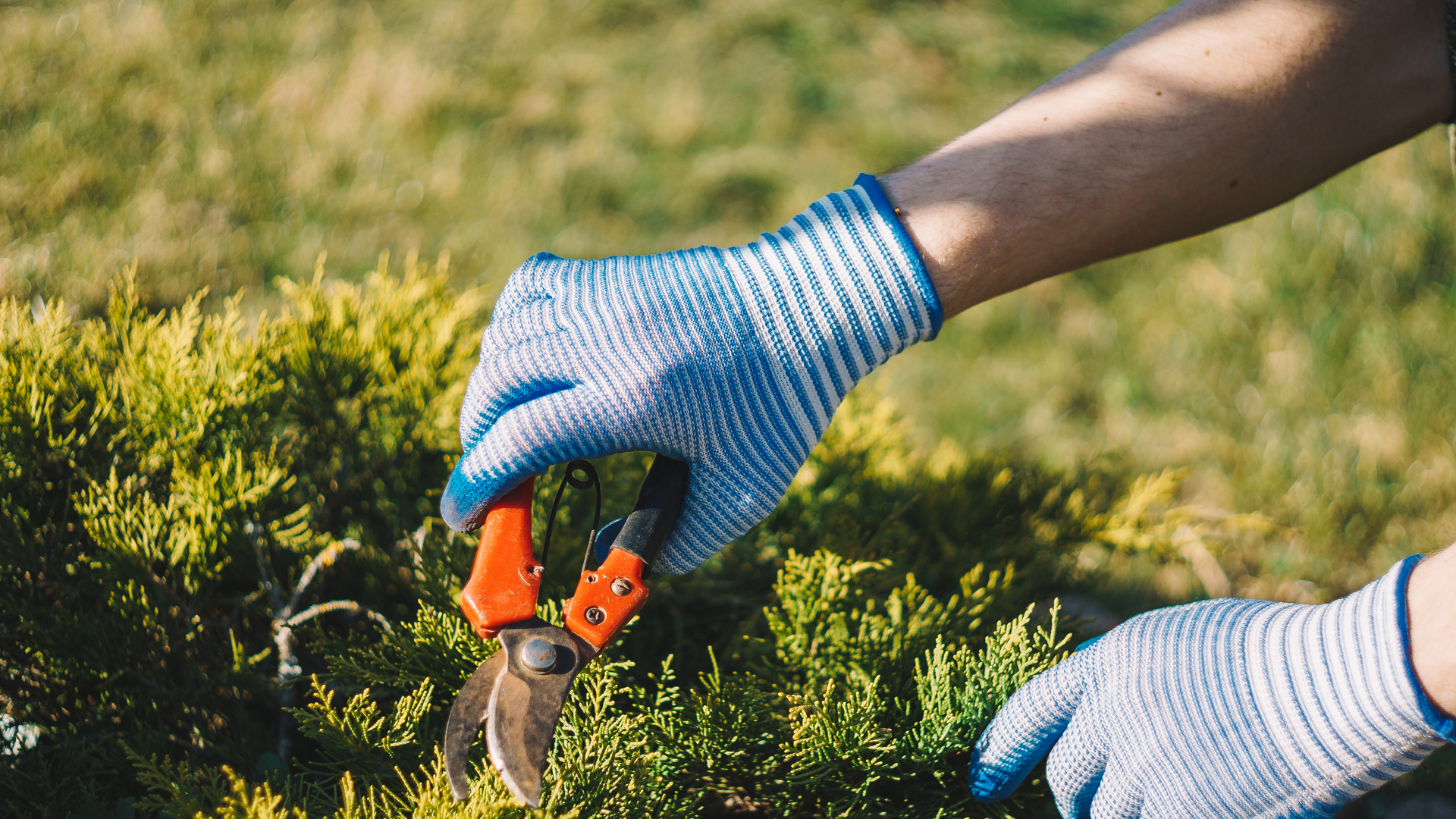 Trimming vs Pruning - What's the Difference & When Should They Be Done?