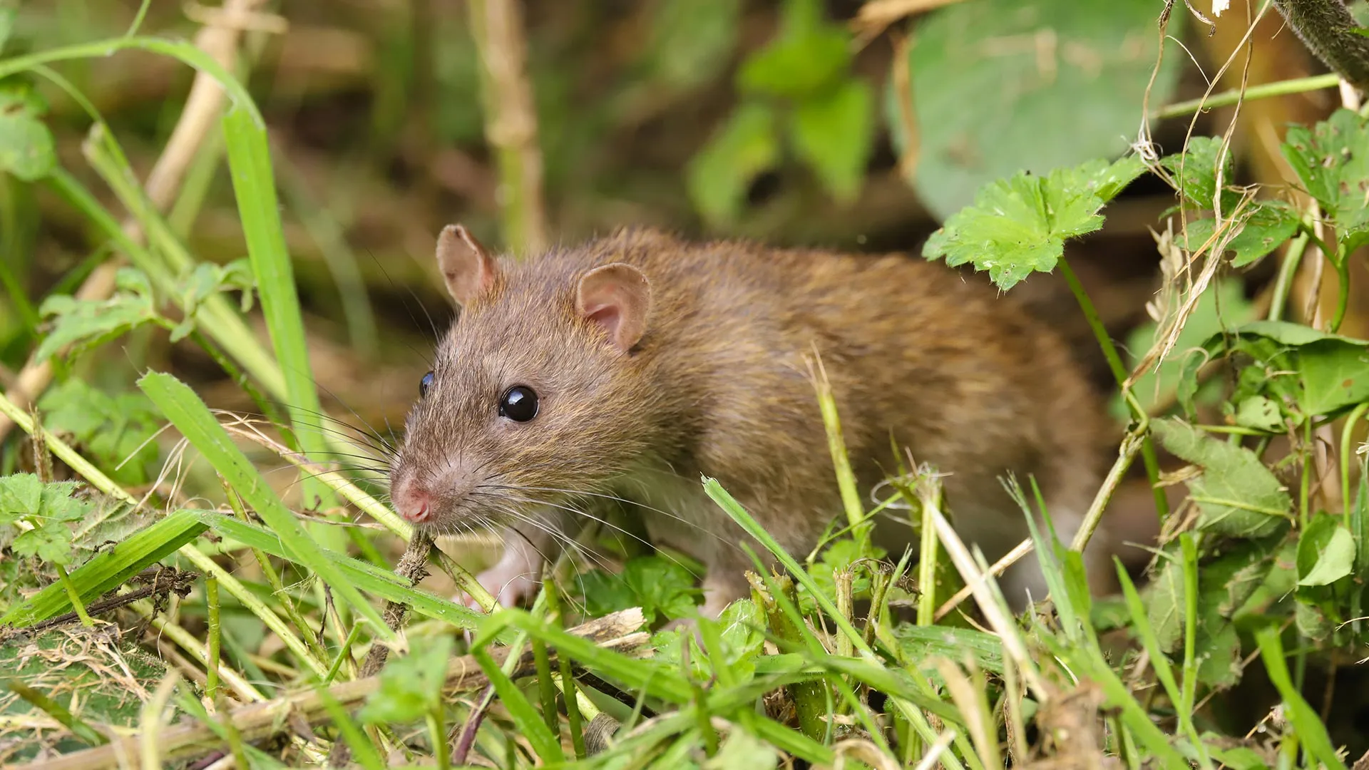 3 Ways to Help Keep Rodents Out of Your Home This Winter