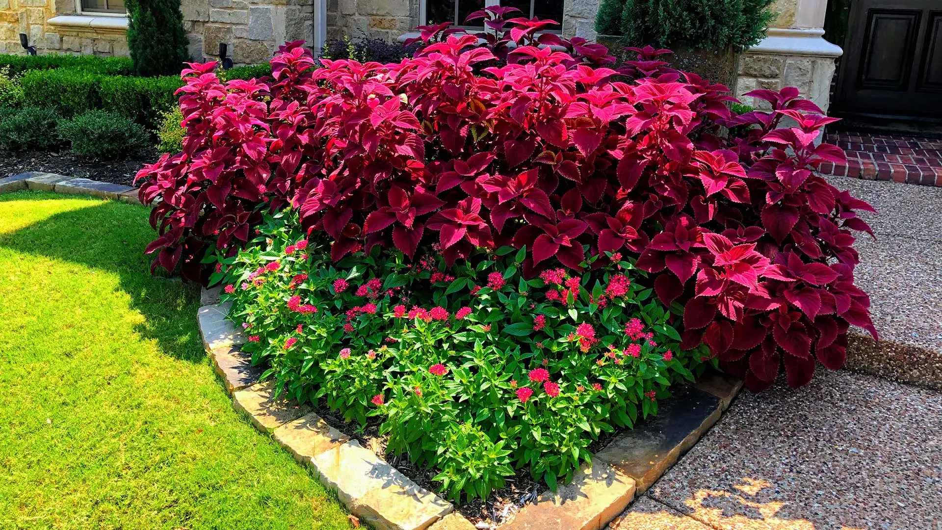 A landscape bed with a bright red plant on a property in McKinney, TX. 
