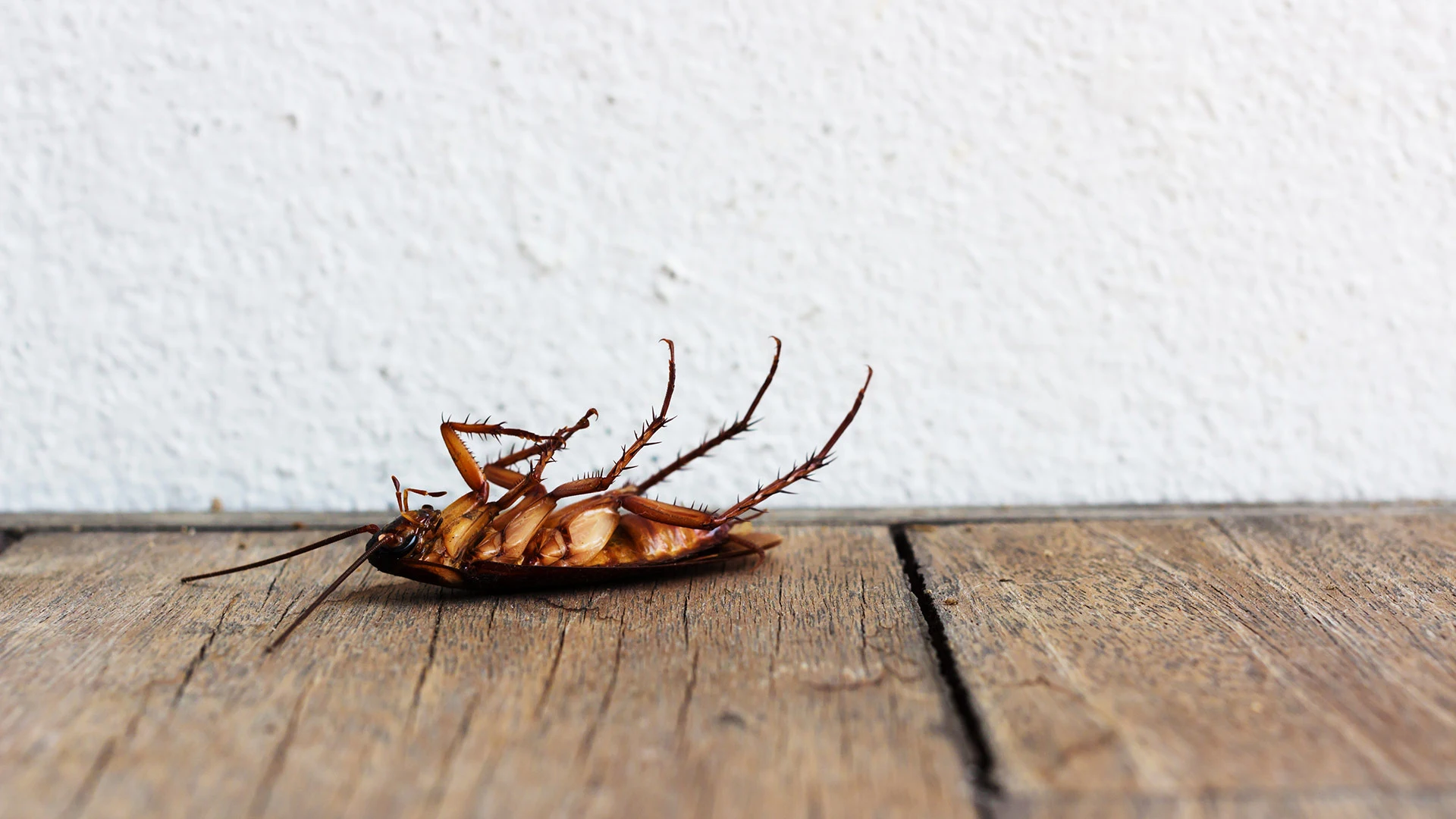 Cockroach dead on a wood floor by a white wall in Fairview, TX.