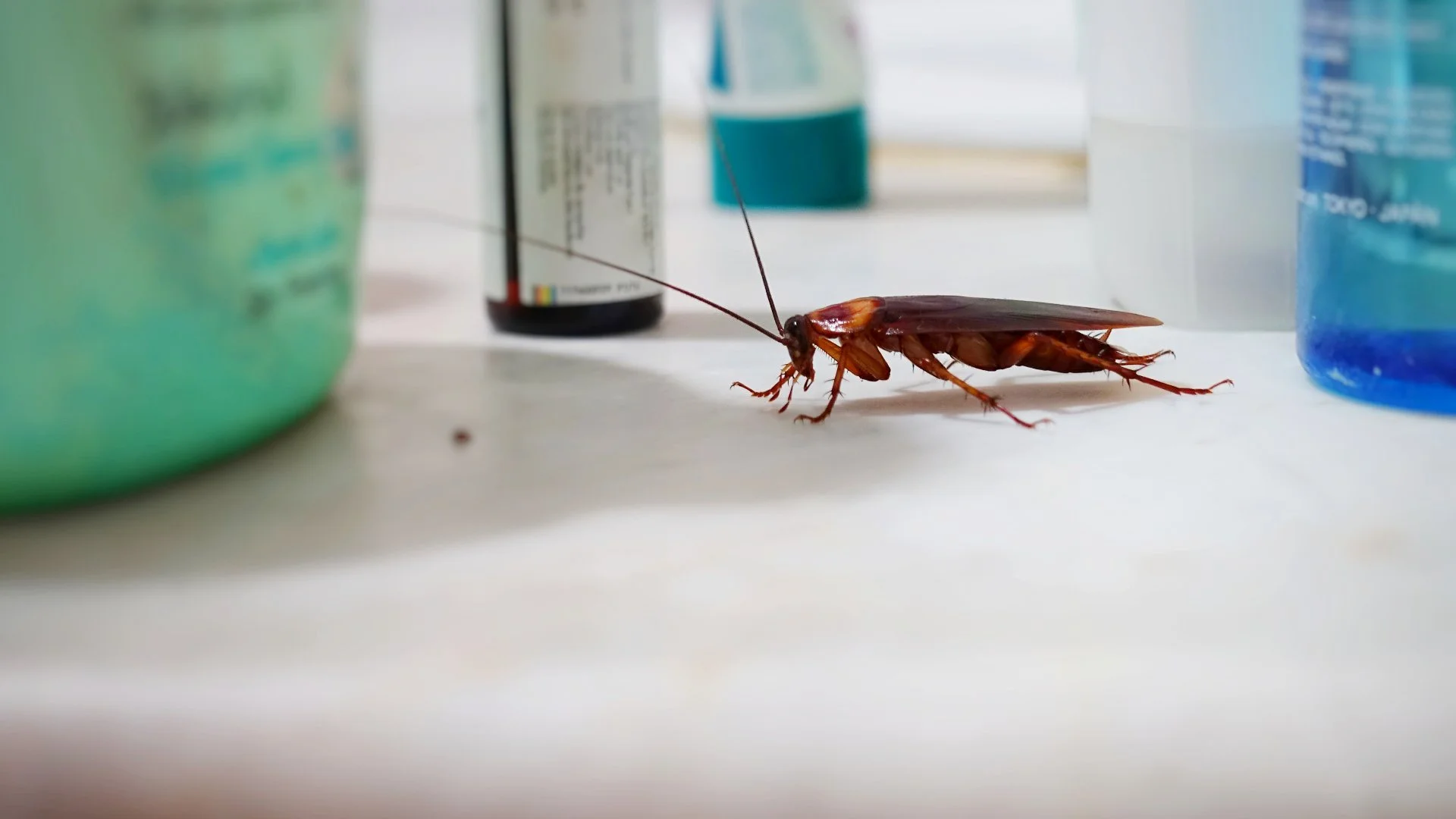 3 Tips for Getting Rid of Roaches in & Around Your Home