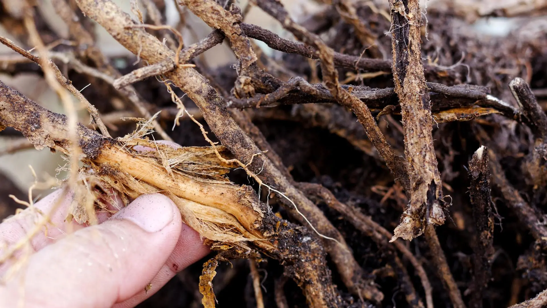 Root Rot found by tree arborist in Wylie, TX.