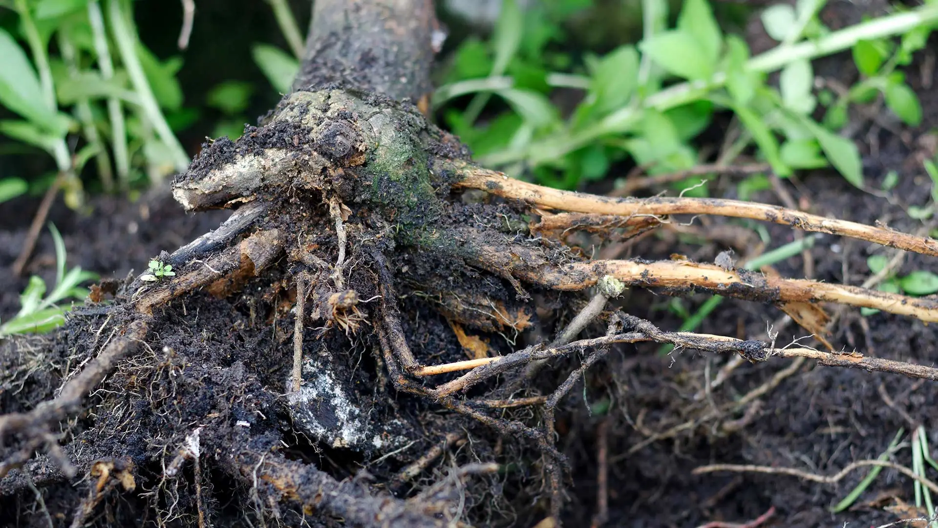 Poor Growth & Discoloration in Your Trees Could Be Signs of Root Rot