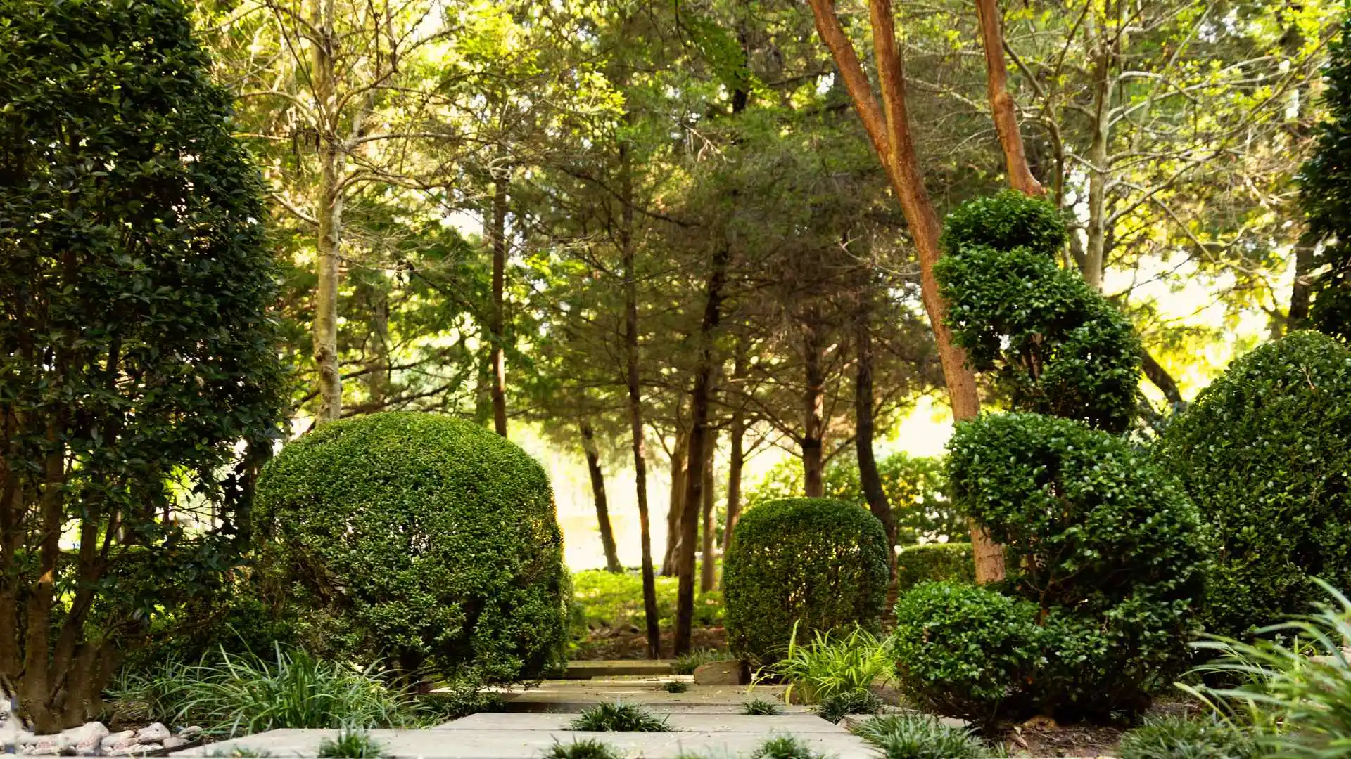 Shaped and trimmed shrubs in landscape in Fairview, TX.