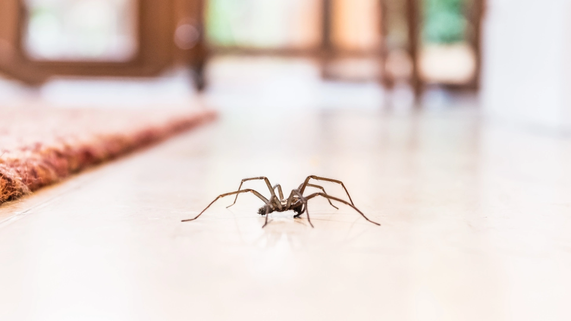 Spider crawling inside of a home in Plano, TX.