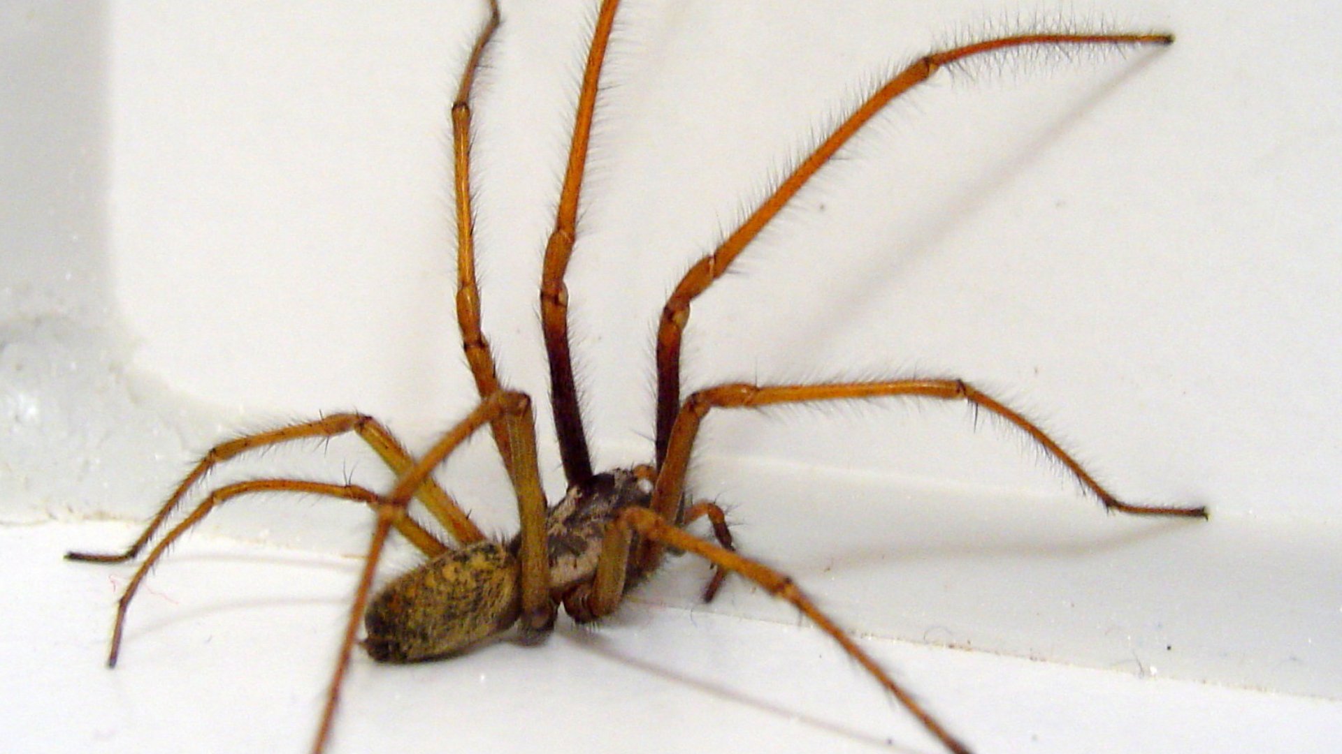 Don't Burn the House Down Yet! Here's How to Keep Spiders Out