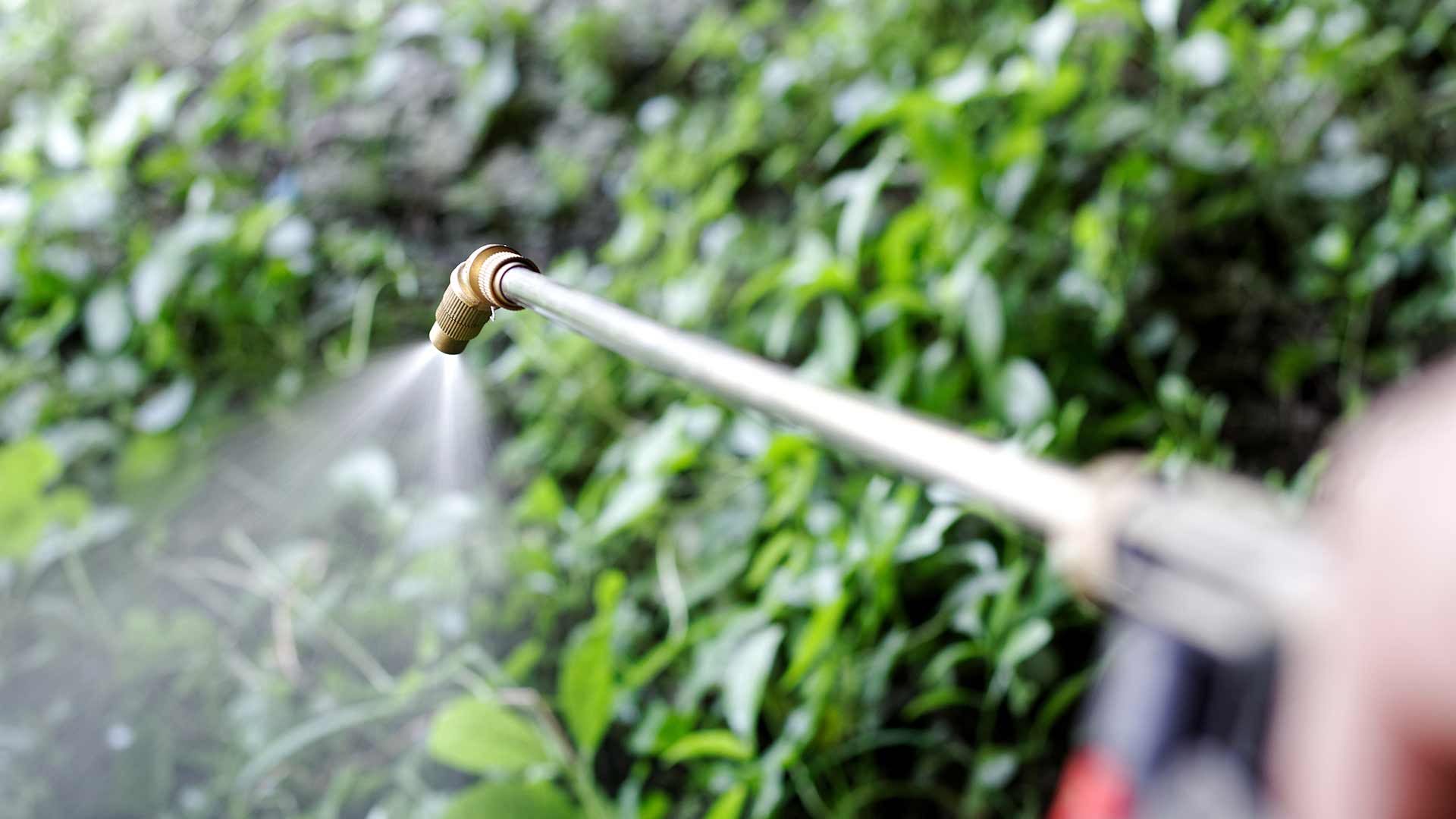 How does Pre-Emergent Weed Control Work & When Should It Be Applied?