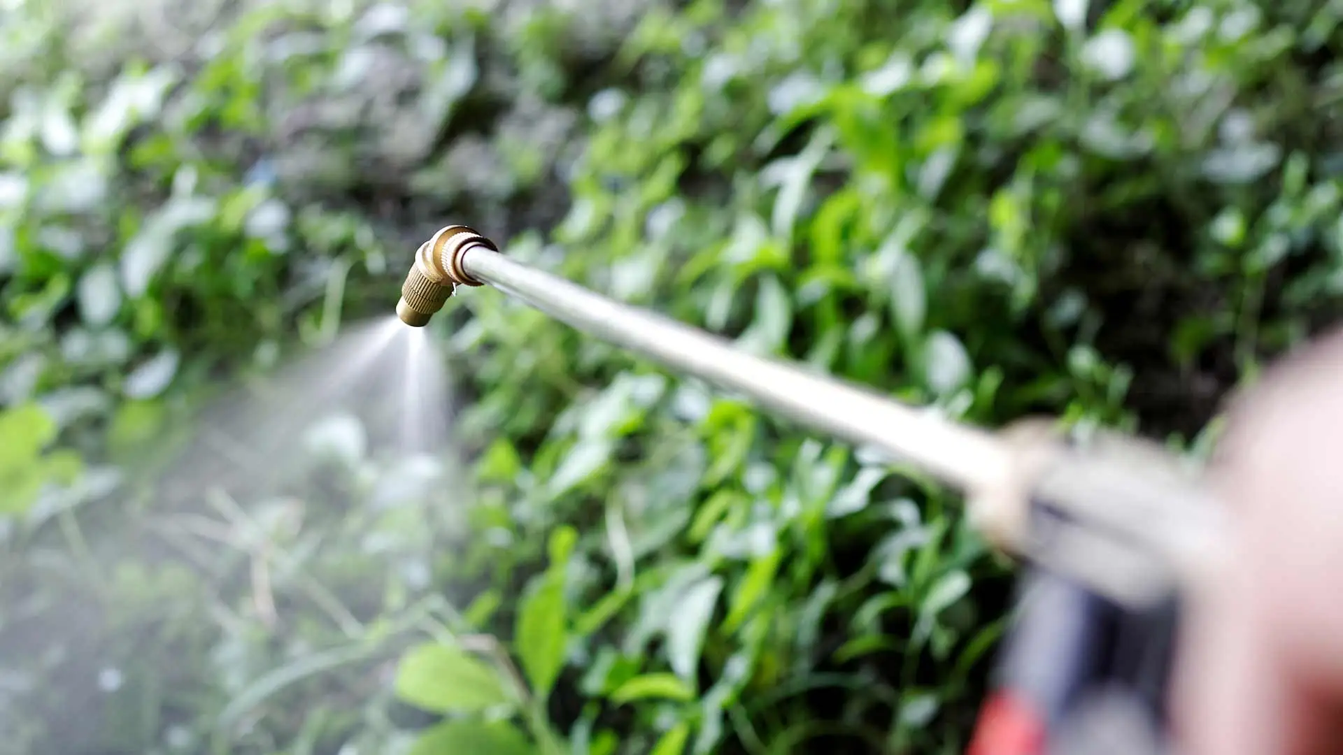 Spraying weed control treatments at a client's property in Plano, TX.