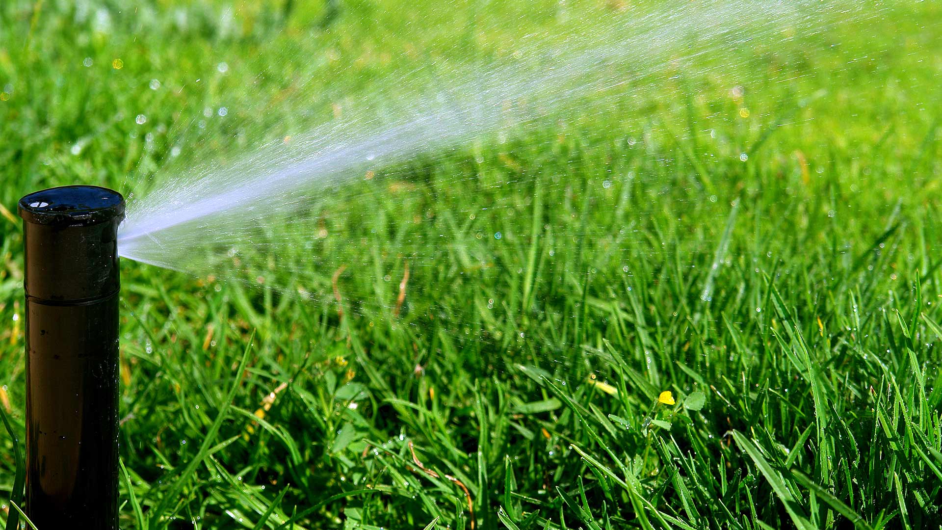 Irrigation sprinkler in lawn in Garland, TX.