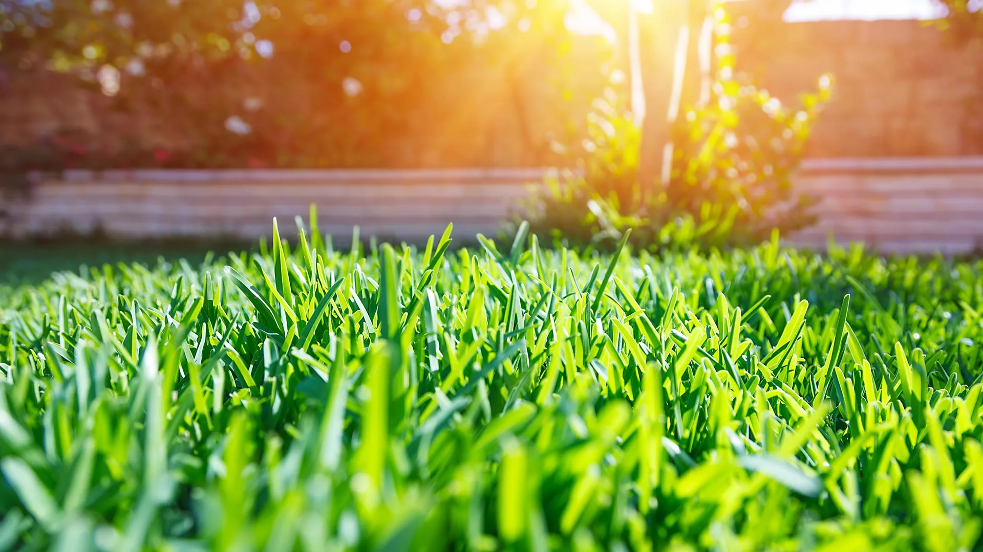 Sun glare beaming over maintained lawn in Parker, TX.