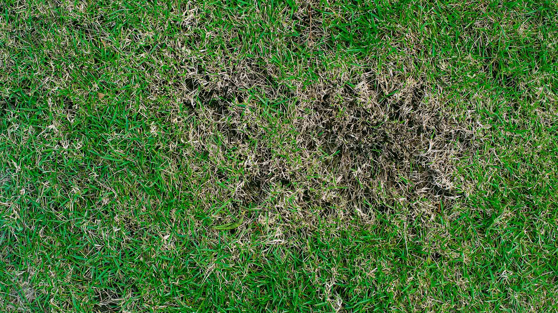 Take-All Root Rot - Here’s How to Deal With This Lawn Disease