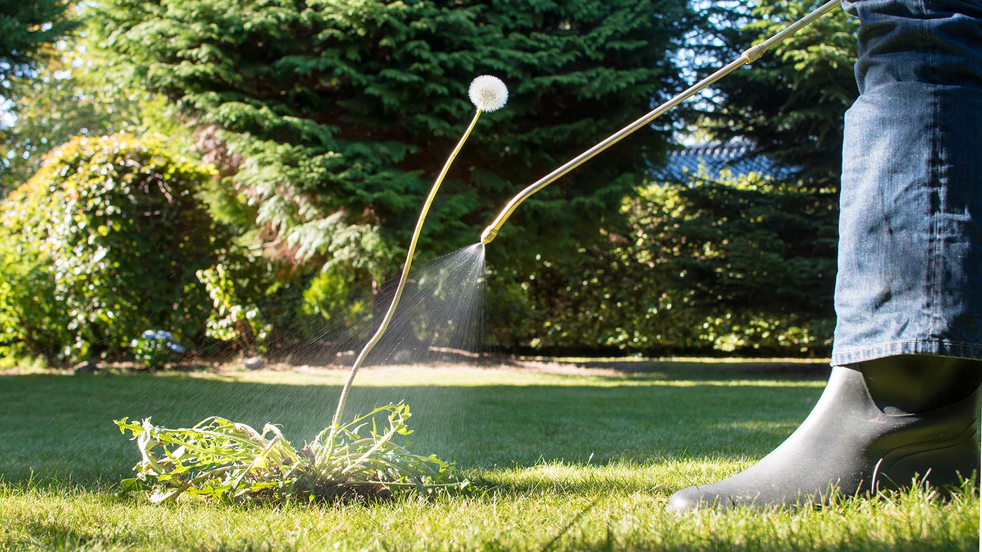 Do Lawns in Texas Need Both Pre-Emergent & Post-Emergent Weed Control?
