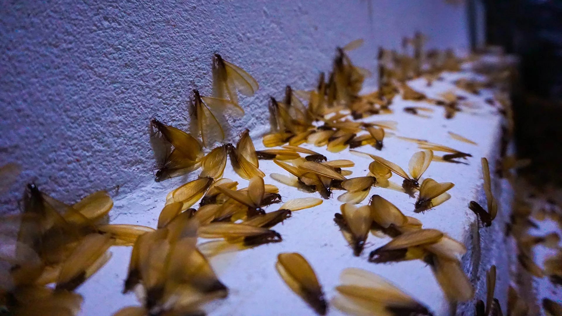 Termites on a textured wall in Plano, TX.