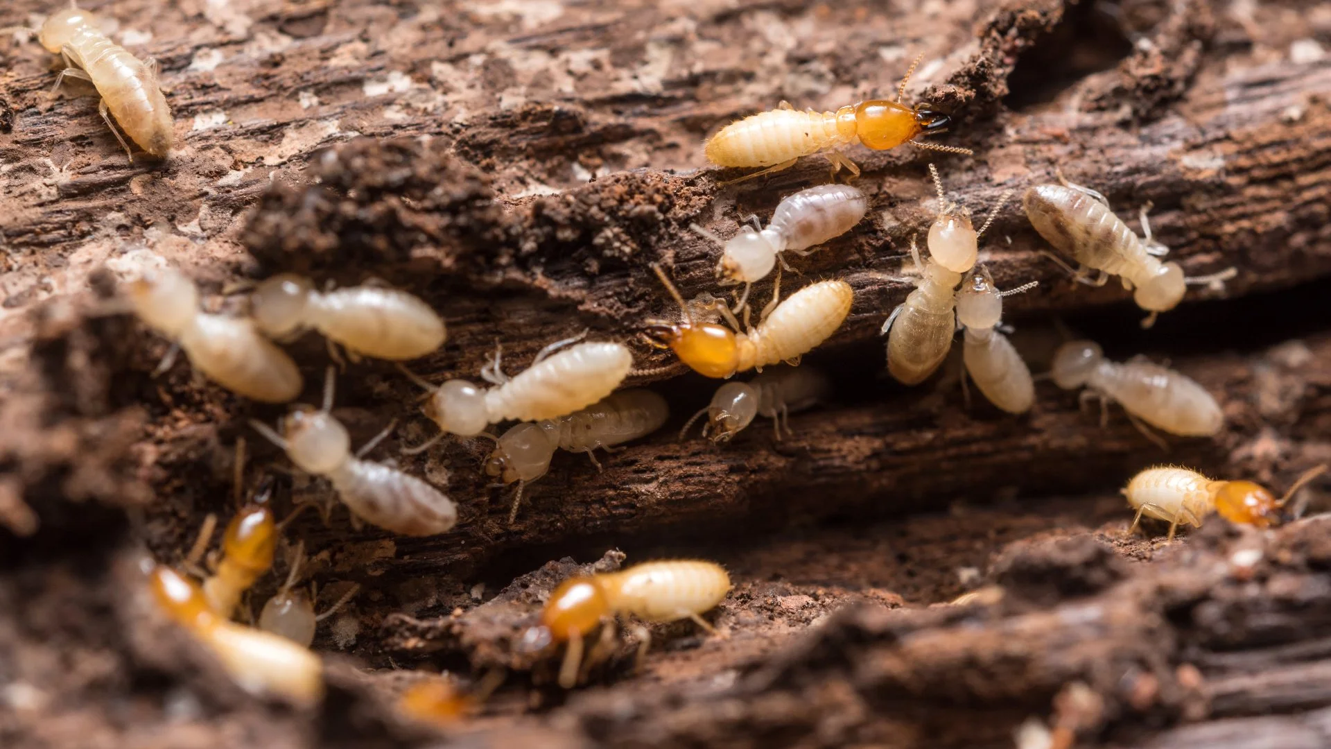 Regular Termite Inspections Can Help Catch an Infestation Before It Gets Worse!