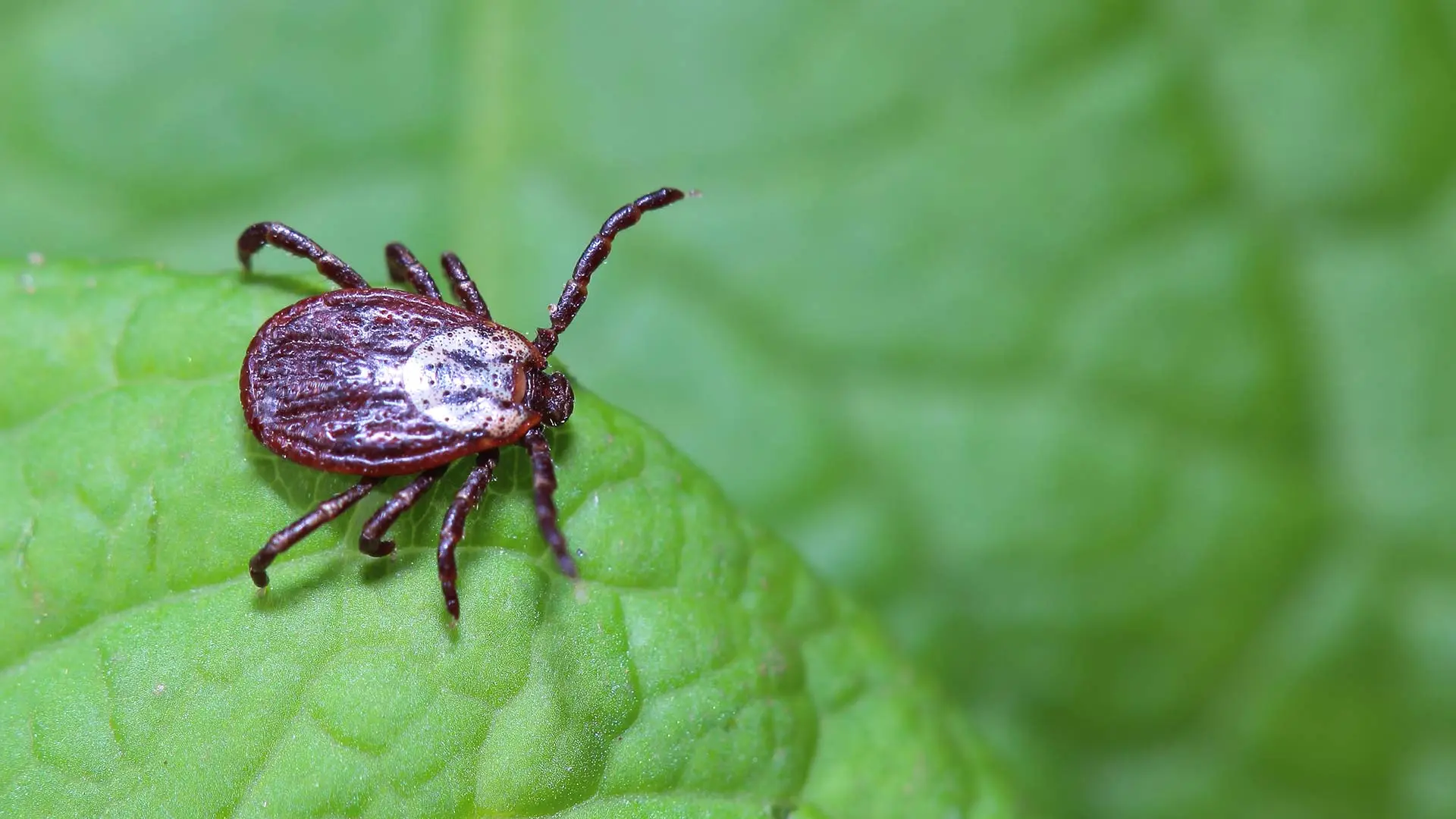 A tick spotted on a green leaf near Plano, TX.