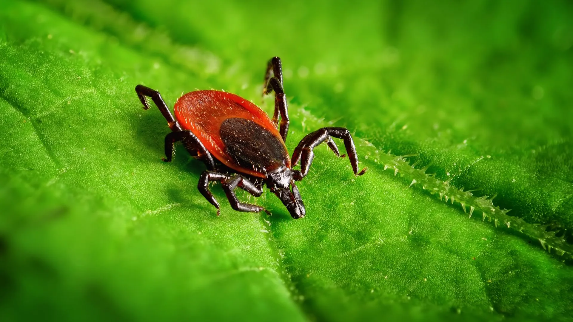 Tick found on a leaf on a client's property in Plano, TX.