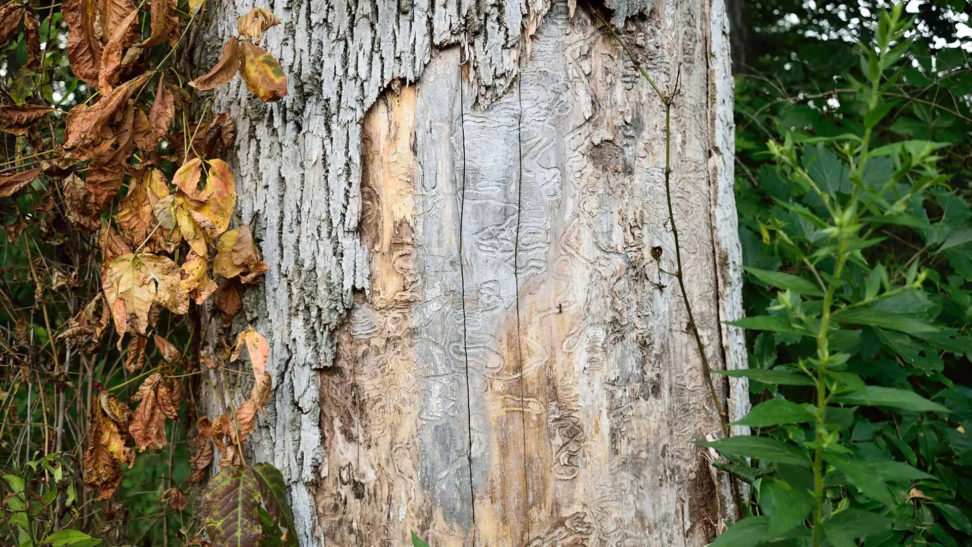Emerald Ash Borer Damage is Deadly - Here’s How to Prevent it