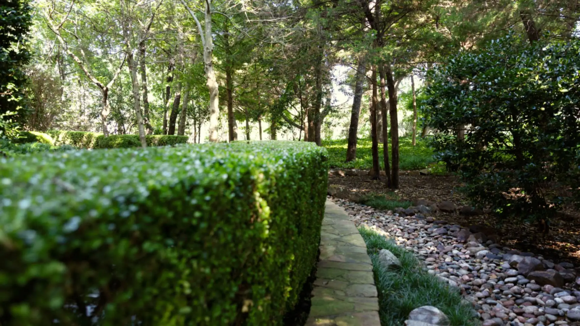 Trimmed hedge by walkway in Parker, TX.