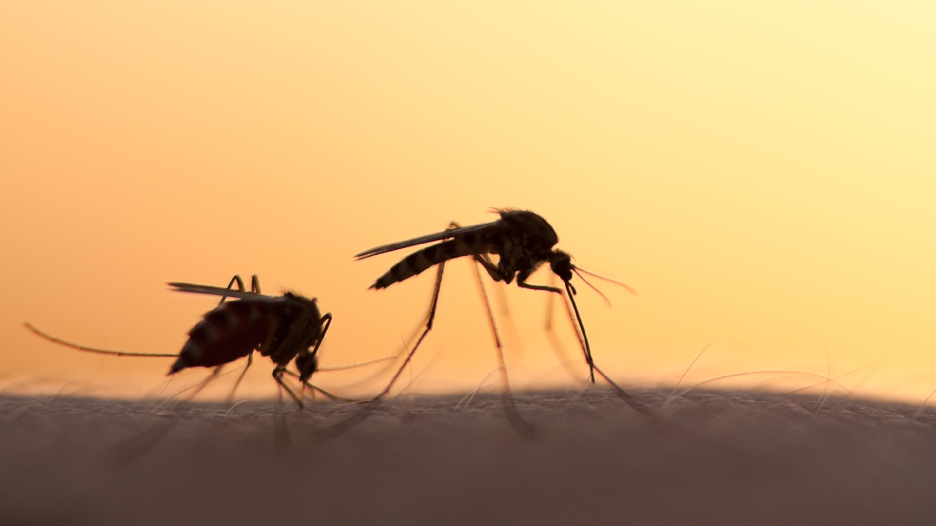 Mosquito Season in Texas Is Here - What Should You Do?