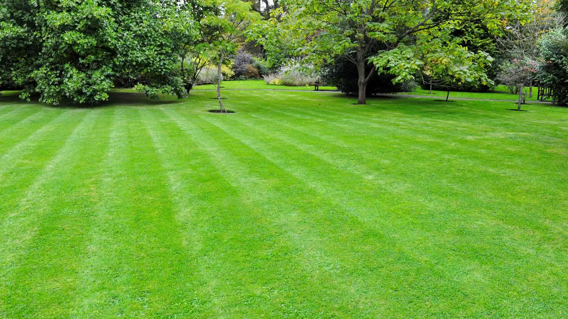 Vibrant green lawn freshly mowed in Frisco, TX.