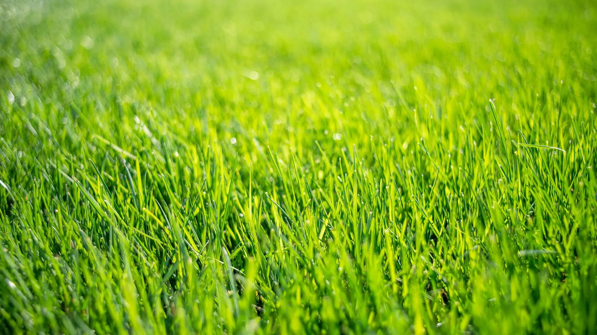 The Perfect Combination - Lawn Fertilization & Weed Control