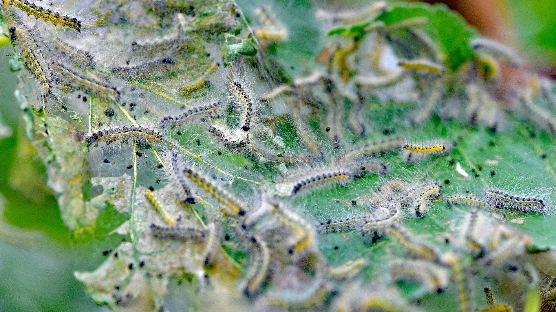 Bagworms vs Webworms: Which Insect Has Infested Your Trees?
