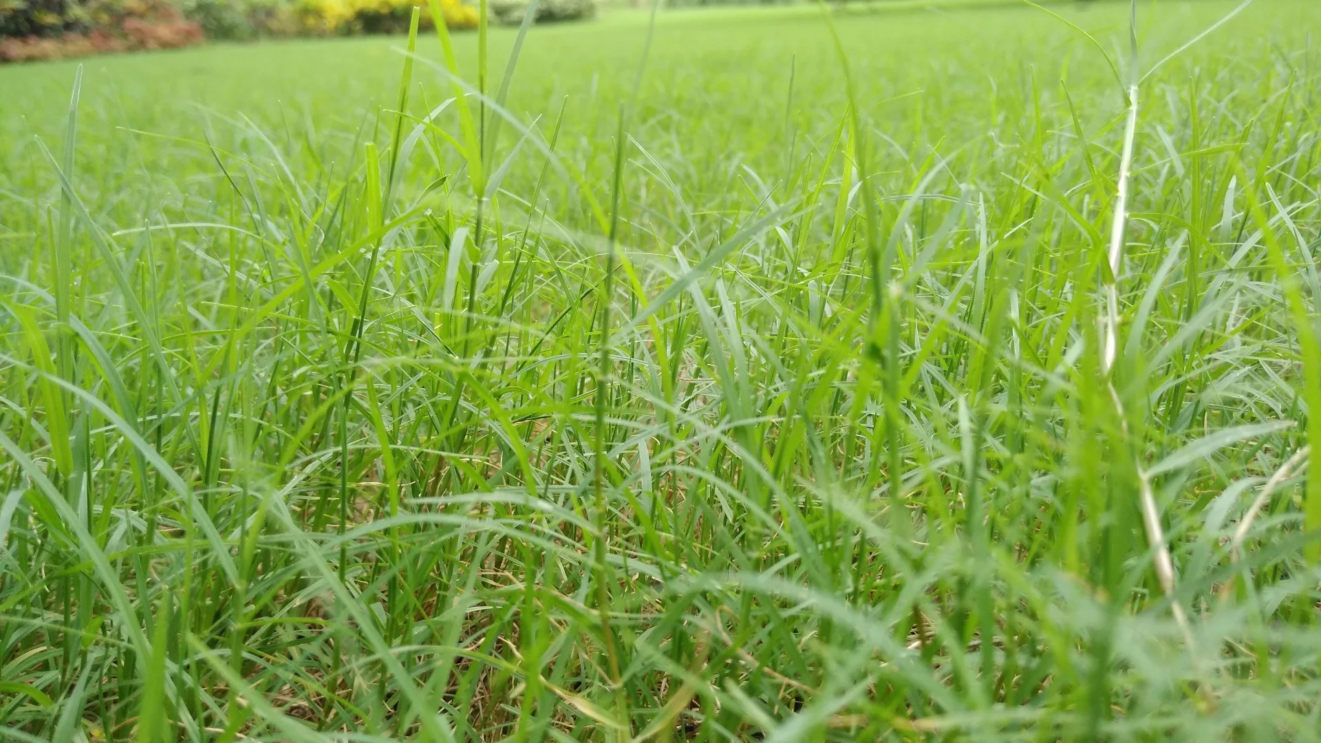 Is Your Lawn Care Provider Charging You Extra for Pesky Weeds? Read This