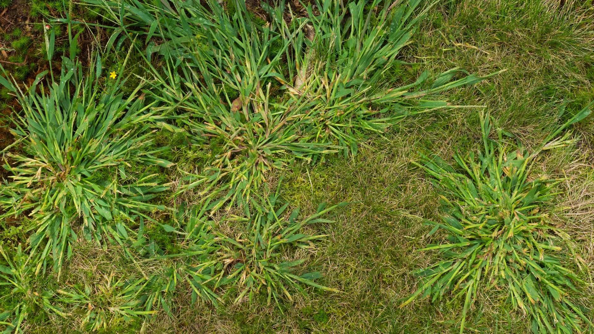 What Are the Common Methods of Weed Control?
