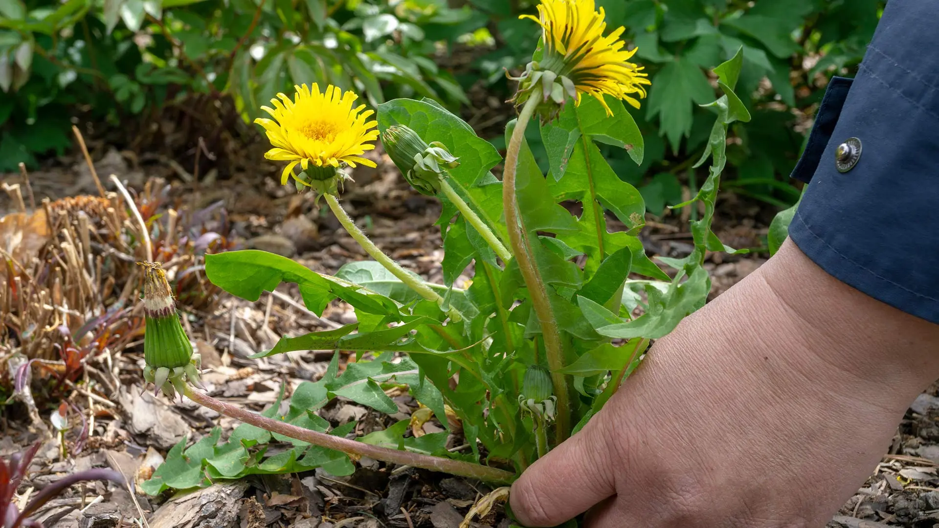 Skipping a Spring Yard Cleanup Could Actually Harm Your Grass & Plants