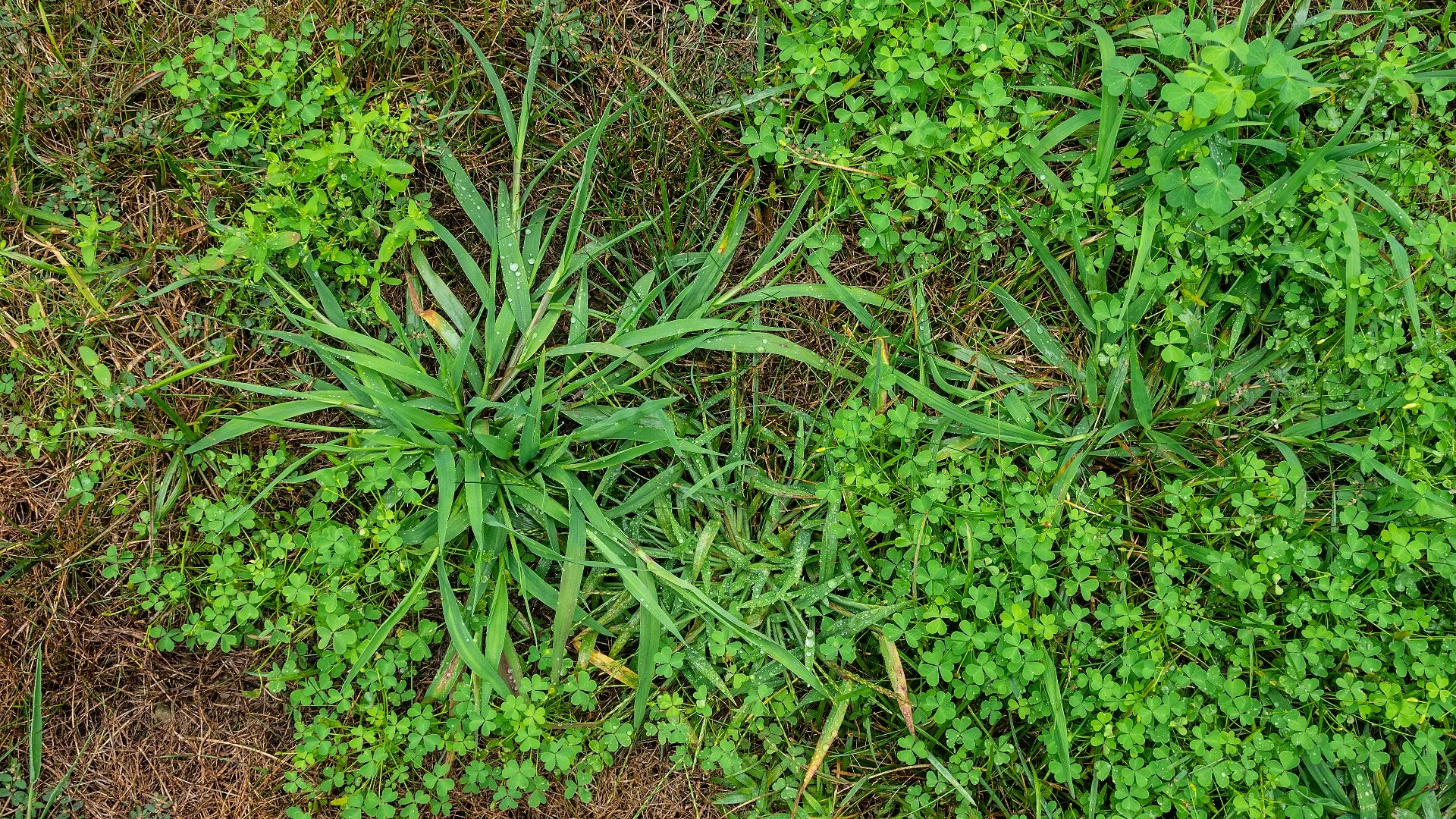 What's the Difference Between Grassy & Broadleaf Weeds?