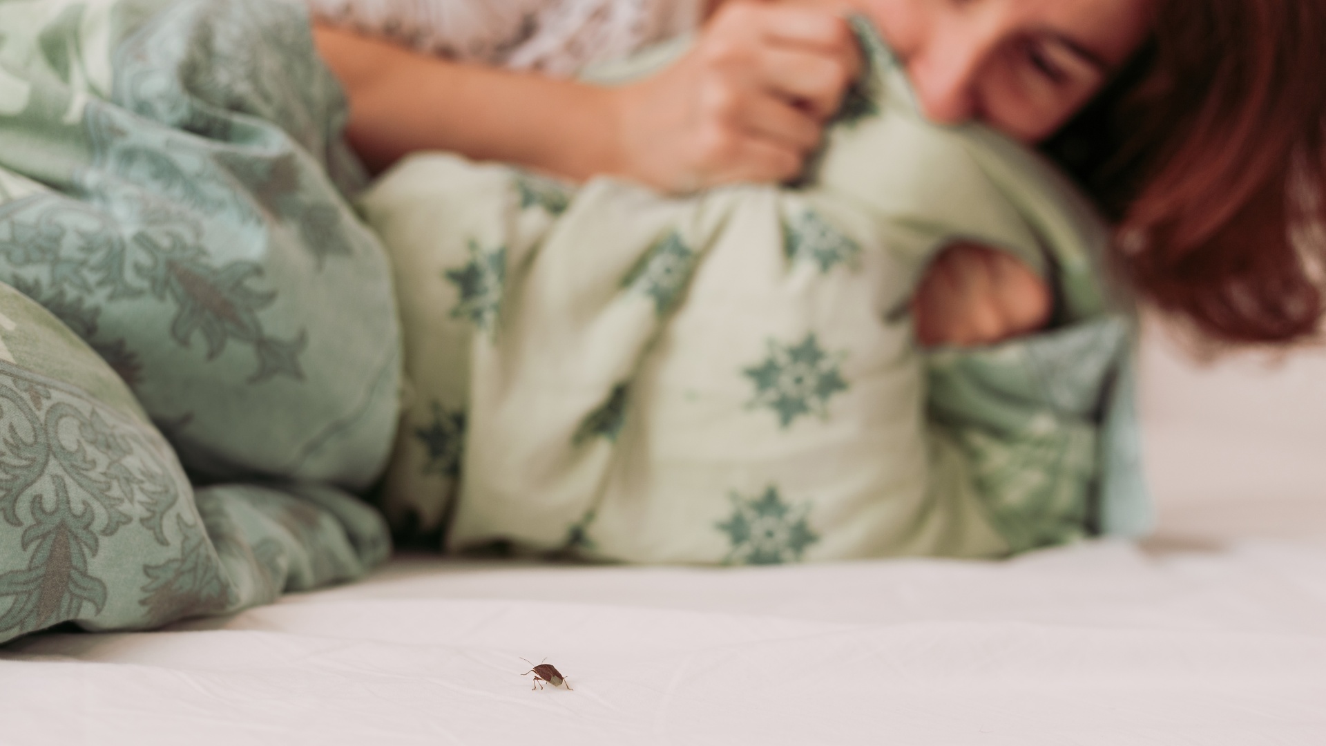 Bed Bug Infestation - What to Do About These Unwelcomed Guests