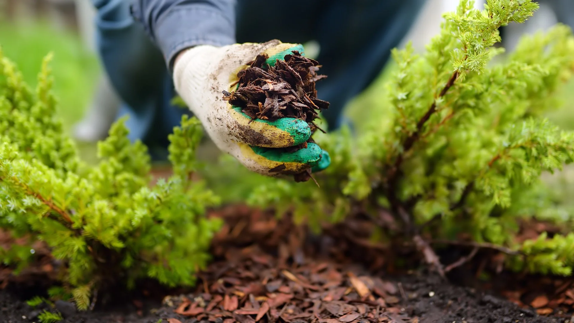 Should You Replace the Mulch in Your Landscape Beds Every Year?