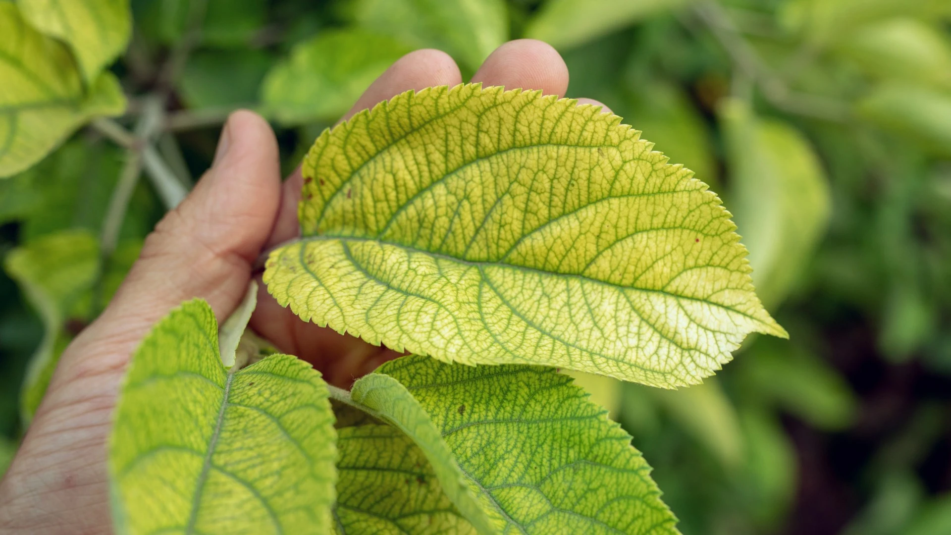 Yellow Leaves With Green Veins - Here’s What Your Trees Are Trying to Tell You