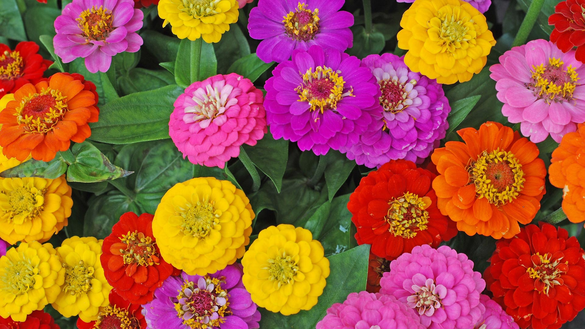 A bed of zinnia flowers installed by our team in Frisco, TX. 