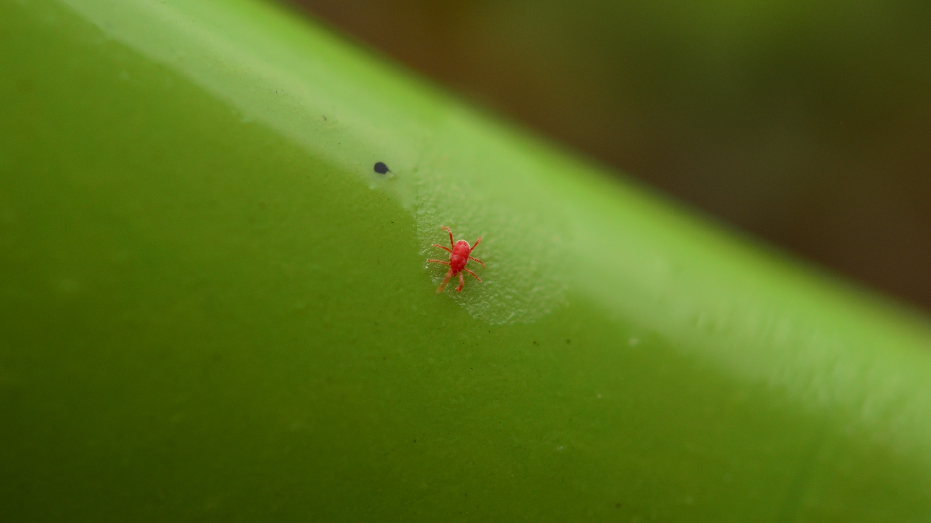 Little red chigger on green leaf in Plano, TX.